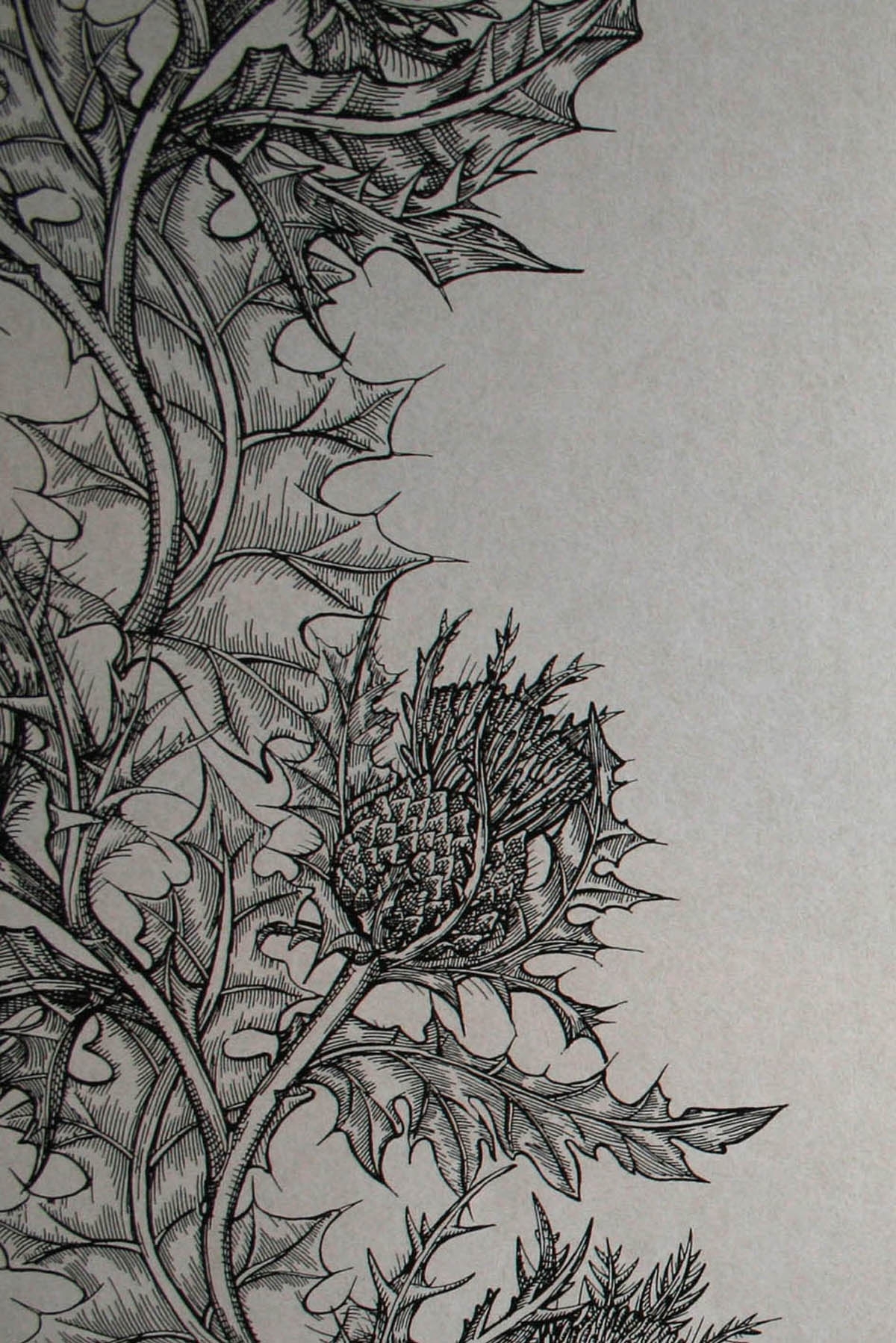 Thistle 1614L