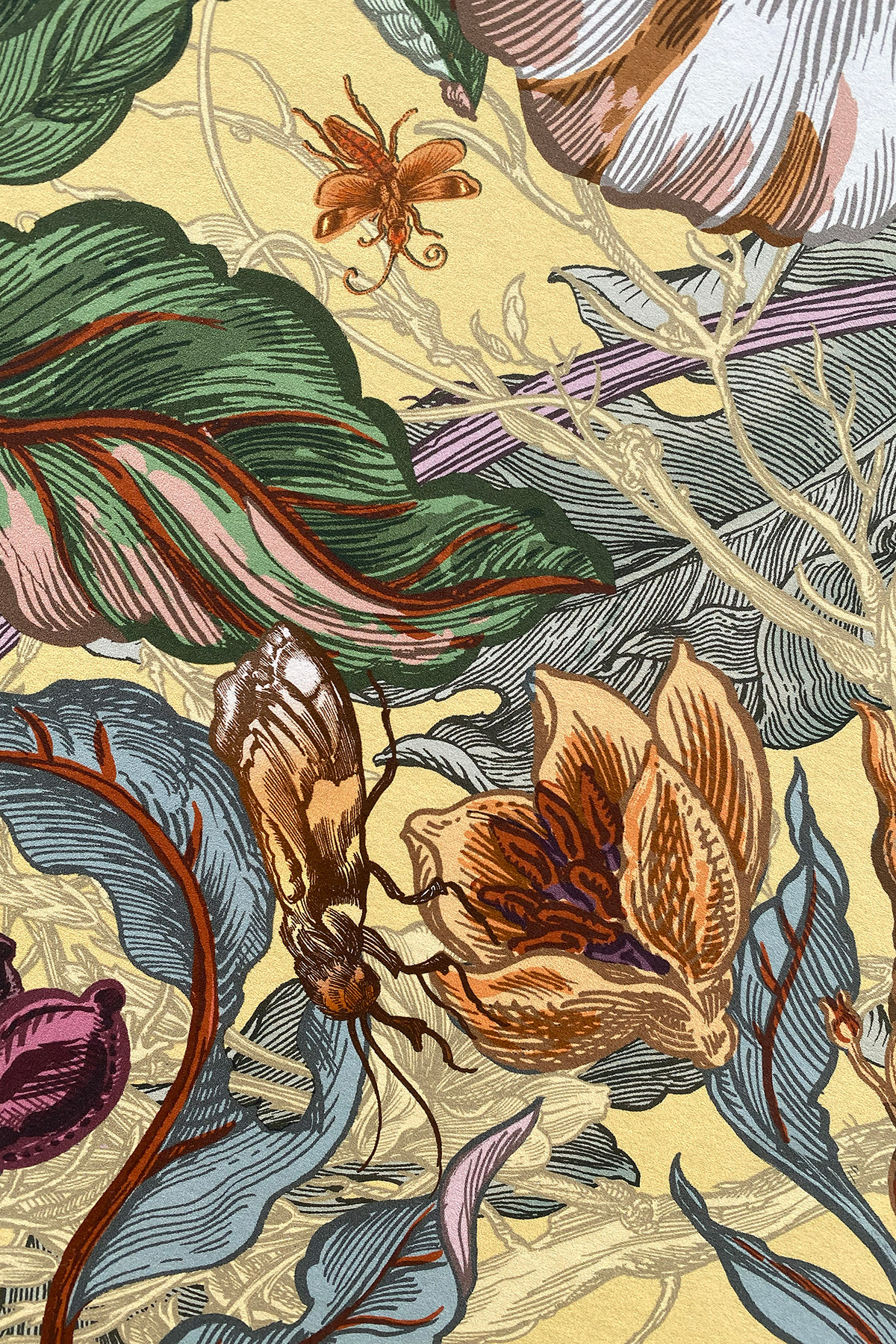 Papaver Wallpaper / image 2