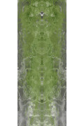 Colour Green